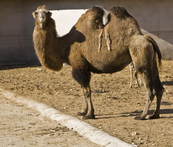 Camelo bactriano, Jardim Zoológico de Moscovo — Fotografia de Stock