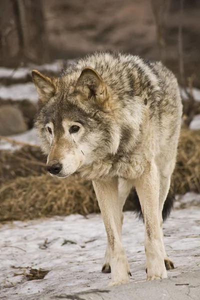 Lobo no inverno — Fotografia de Stock