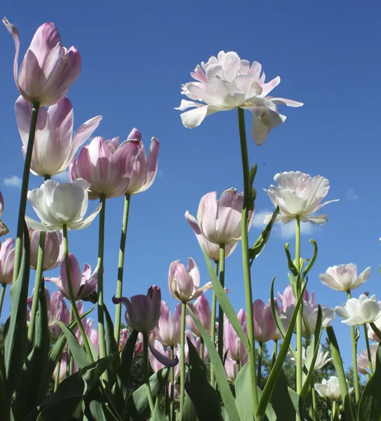 Tulips on sky — Stock Photo, Image