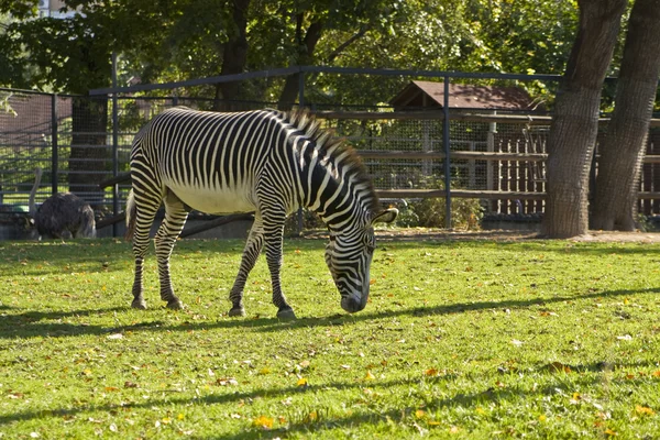 Zebra, Moscow zoo — Stock Photo, Image