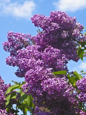 Mor lilas