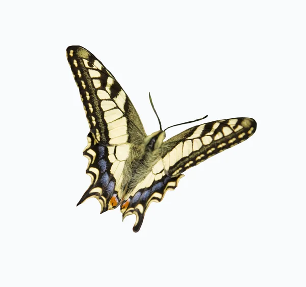 Papilio Μαχάων — Φωτογραφία Αρχείου