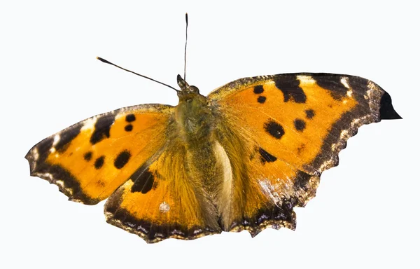 Buttefly 별 갑 nymphalis (Aglais urtical) — 스톡 사진