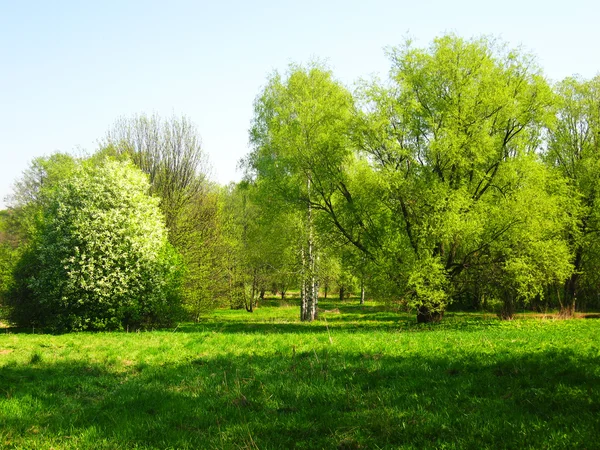 Árvores em um prado, primavera — Fotografia de Stock