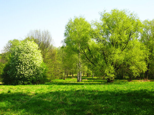 Spring landscape - trees on green meadow, including bird cherry tree in blossom and birches in the middle.