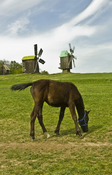 Koně a větrné mlýny — Stock fotografie