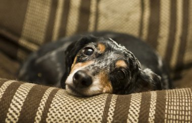 siyah dachshund