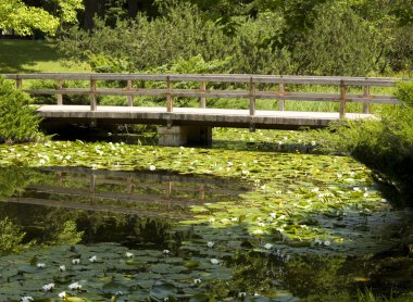 Bridge and water lilies clipart