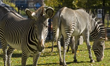 Two zebra