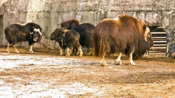 Musk-ox — Stock Photo, Image