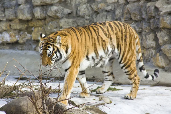 Tiger on snow — Stock Photo, Image
