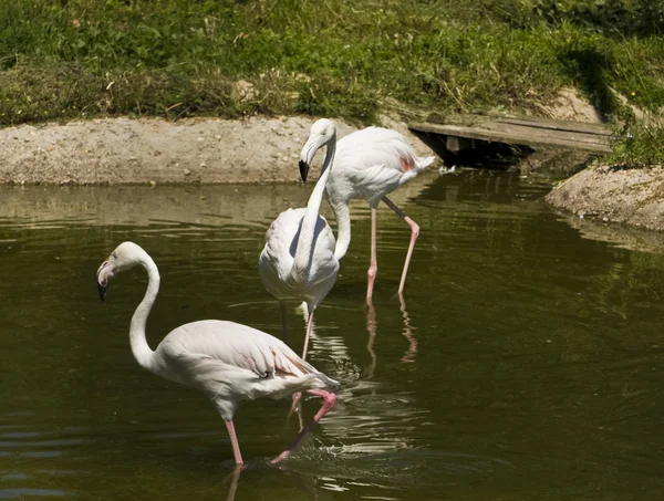 Weißer Flamingo — Stockfoto