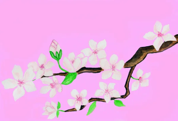 Gren med vita blommor på rosa bakgrund — Stockfoto
