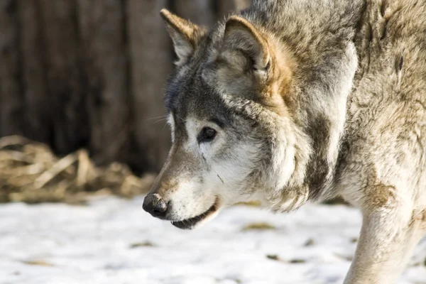 Head of wolf — Stock Photo, Image