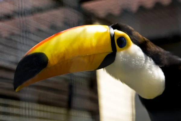 Ramphastos toco (toco toucan) — Stok fotoğraf