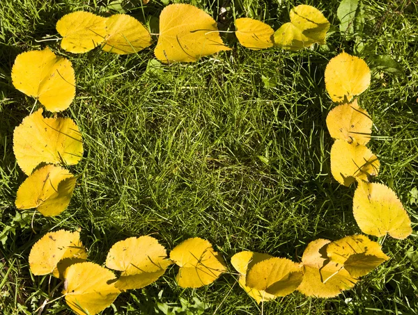 노란 잎에서 프레임 — 스톡 사진
