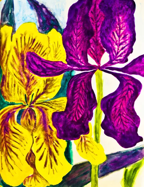 Handmålade bilden, två Iris — Stockfoto