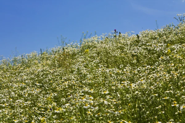 カモミールと草原 — ストック写真