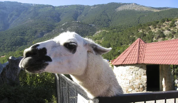 Weißes Lama, Zoo in Yalta, Krim — Stockfoto