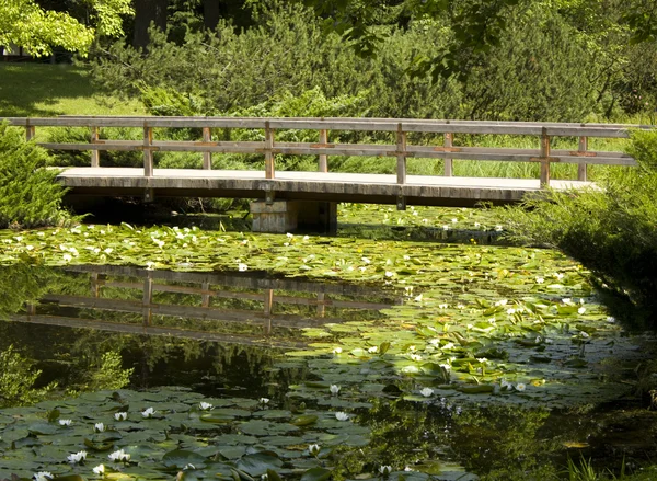 橋、水のユリ ロイヤリティフリーのストック写真