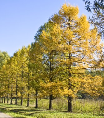 Altın larches