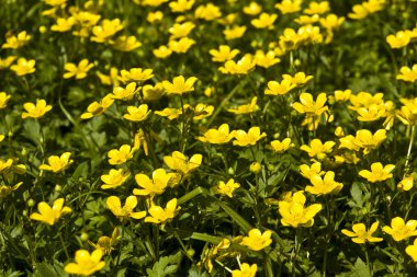 Buttercups (yellowcups) clipart