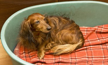 kahverengi dachshund