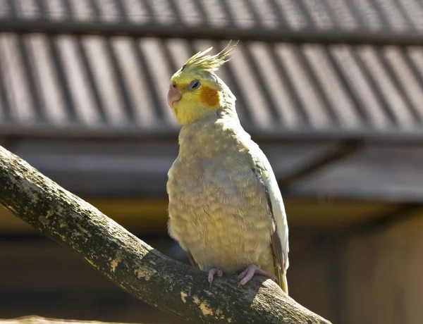 Papagaio-da-cacatua — Fotografia de Stock