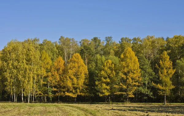 Floresta amarela — Fotografia de Stock