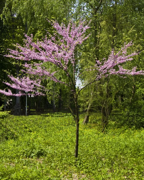 Małe różowe wiśniowe drzewo japoński — Zdjęcie stockowe