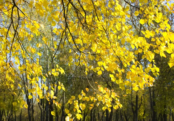 황금색 자작나무 — 스톡 사진