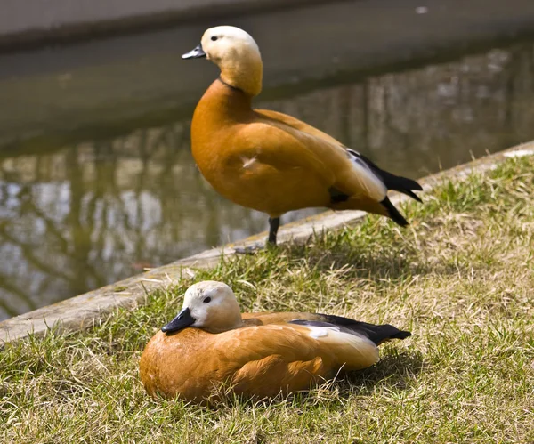 Pato rojo, Tadorna ferruginea — Foto de Stock