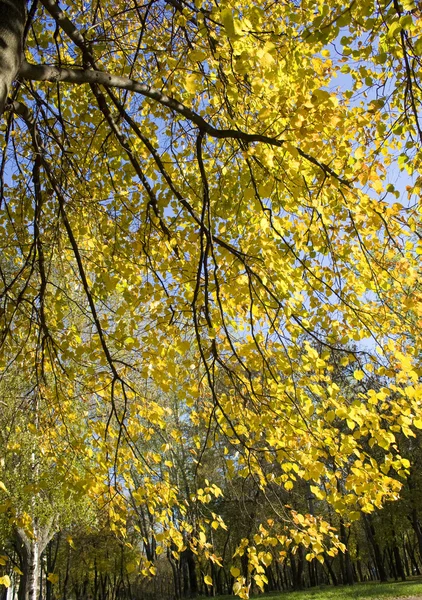 秋の枝 — ストック写真