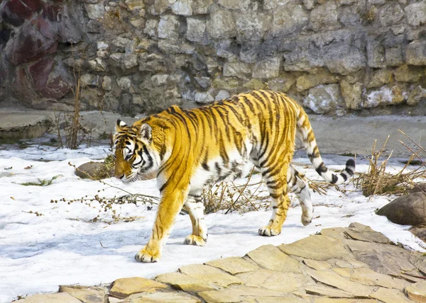 Тигр на снегу — стоковое фото