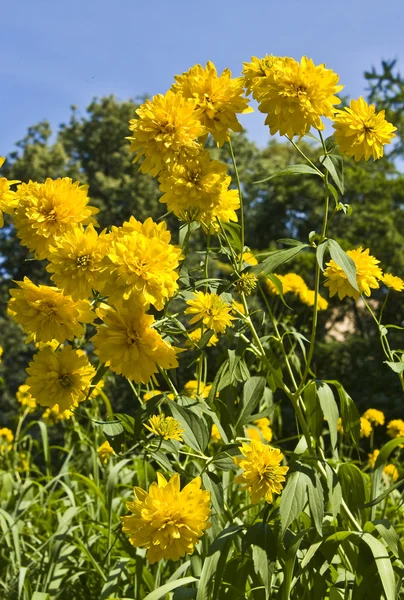 Rudbeckia amarelo no céu azul — Fotografia de Stock