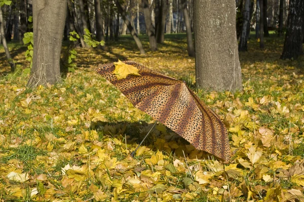 Paraguas sobre hojas caídas — Foto de Stock