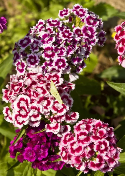 Clavel (clavulus) con mariposa —  Fotos de Stock