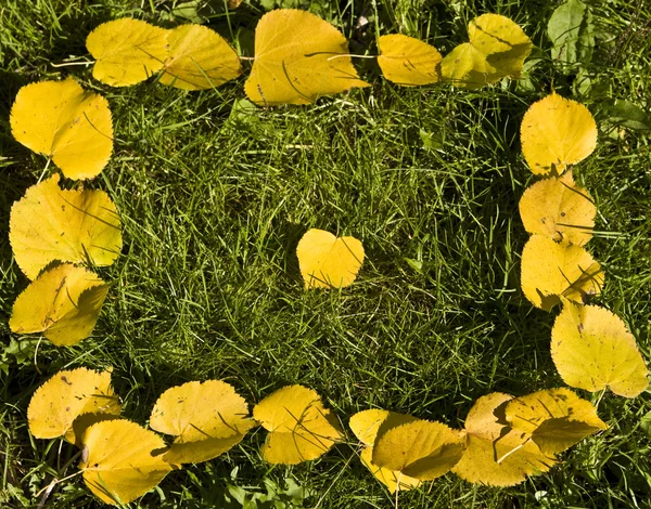 타락 한 노란 잎에서 프레임 — 스톡 사진