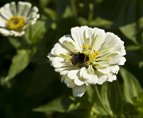 蜜蜂上白色大丽花 — 图库照片