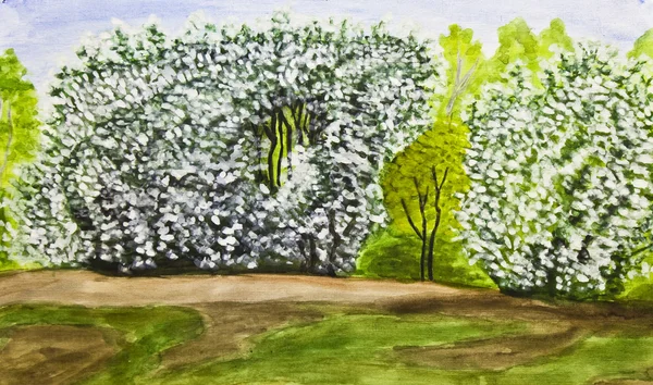 Cerisier oiseau en fleur, peinture — Photo