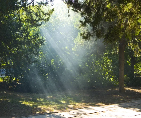 木の枝からの日光の光線 — ストック写真