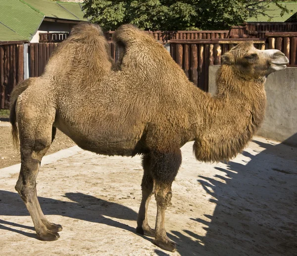 Двогорбий верблюд — стокове фото