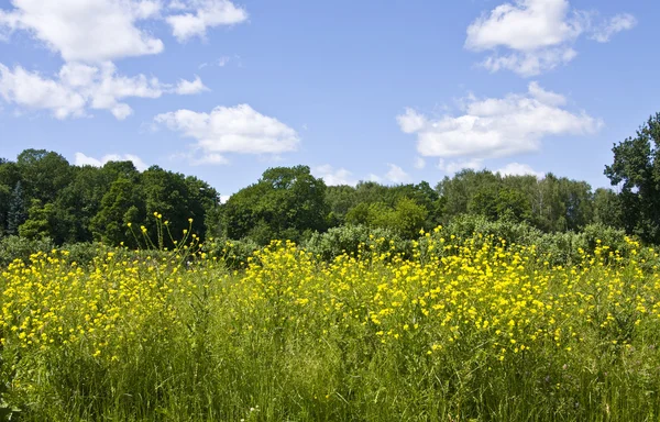 Łąka z żółtymi kwiatami — Zdjęcie stockowe