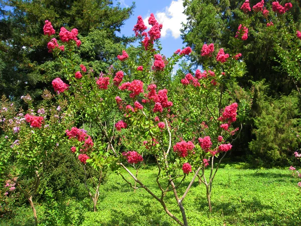 분홍색 배롱나무 — 스톡 사진