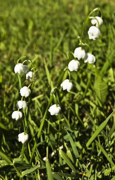 Lily of the valey — Stock Photo, Image