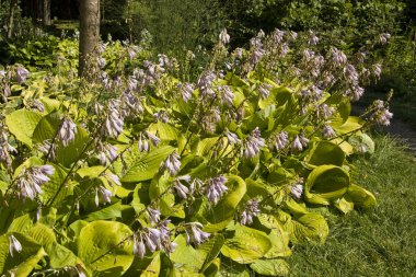 Hosta çiçek