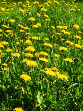 Sarı dandelions çayır