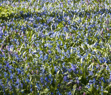 Scilla Siberica