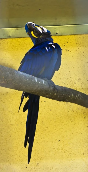 Hyacicnth papagáj — Stock Fotó