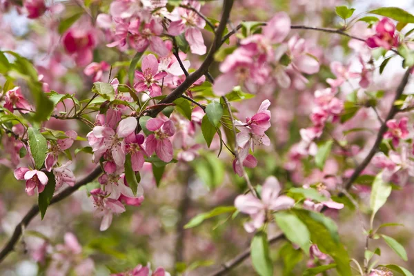 Růžový třešeň — Stock fotografie
